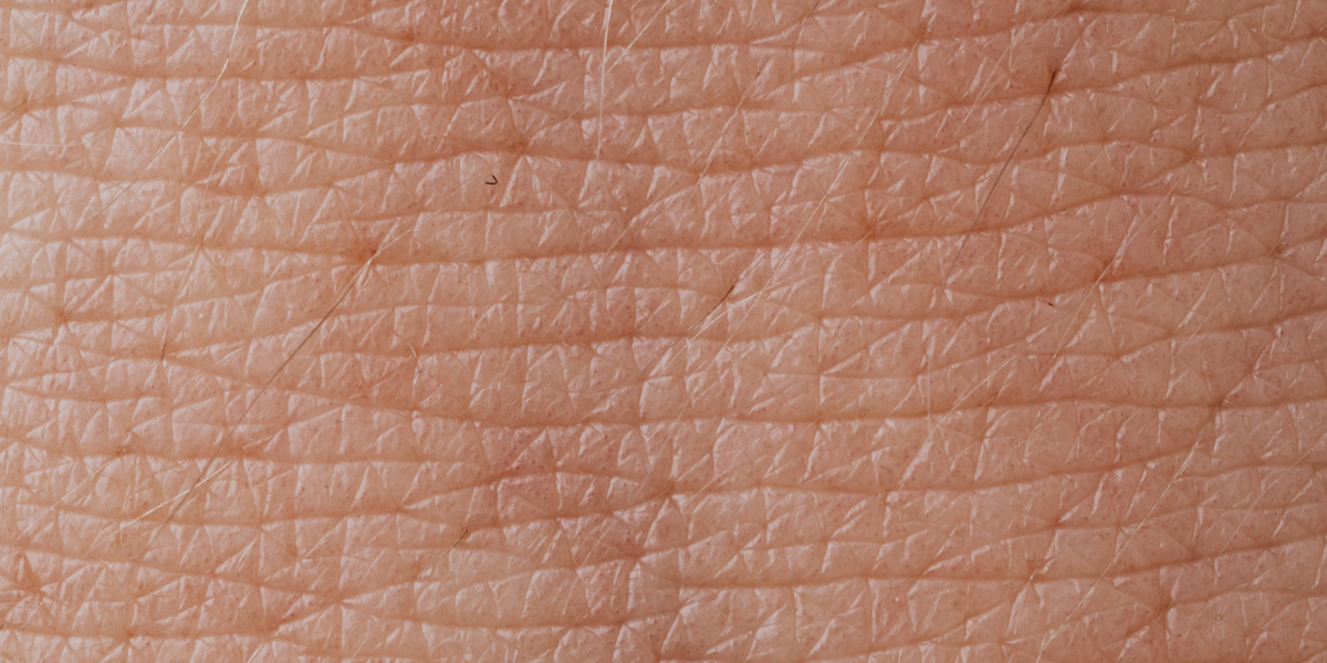 Human skin has evolved to allow maximum durability and flexibility, according to new research from Binghamton University.