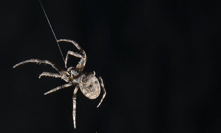 Spiderwebs and spider silk, explained, spider web 