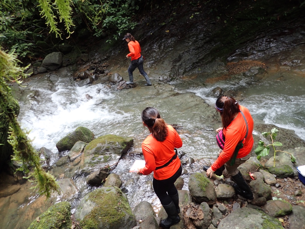 Lindsey Swierk and fellow researchers look for lizards in the Las Cruces Biological Center in Costa Rica, wearing matching orange shirts.