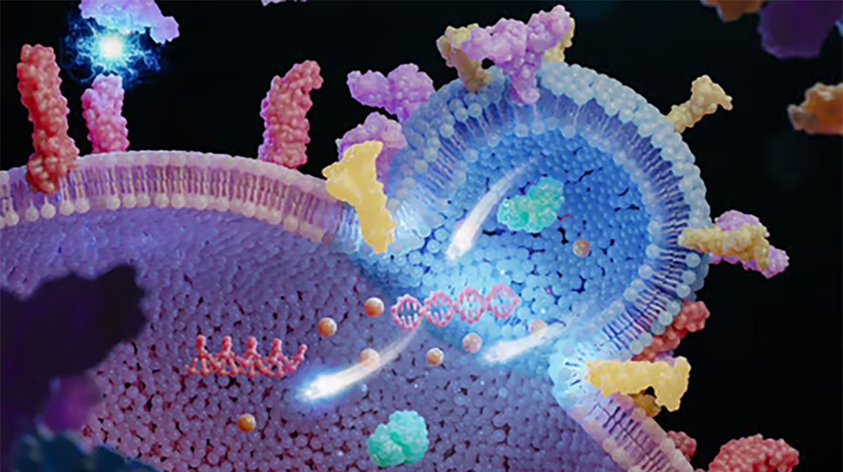 Nanovesicles can be bioengineered to target cancer cells and deliver treatments directly.