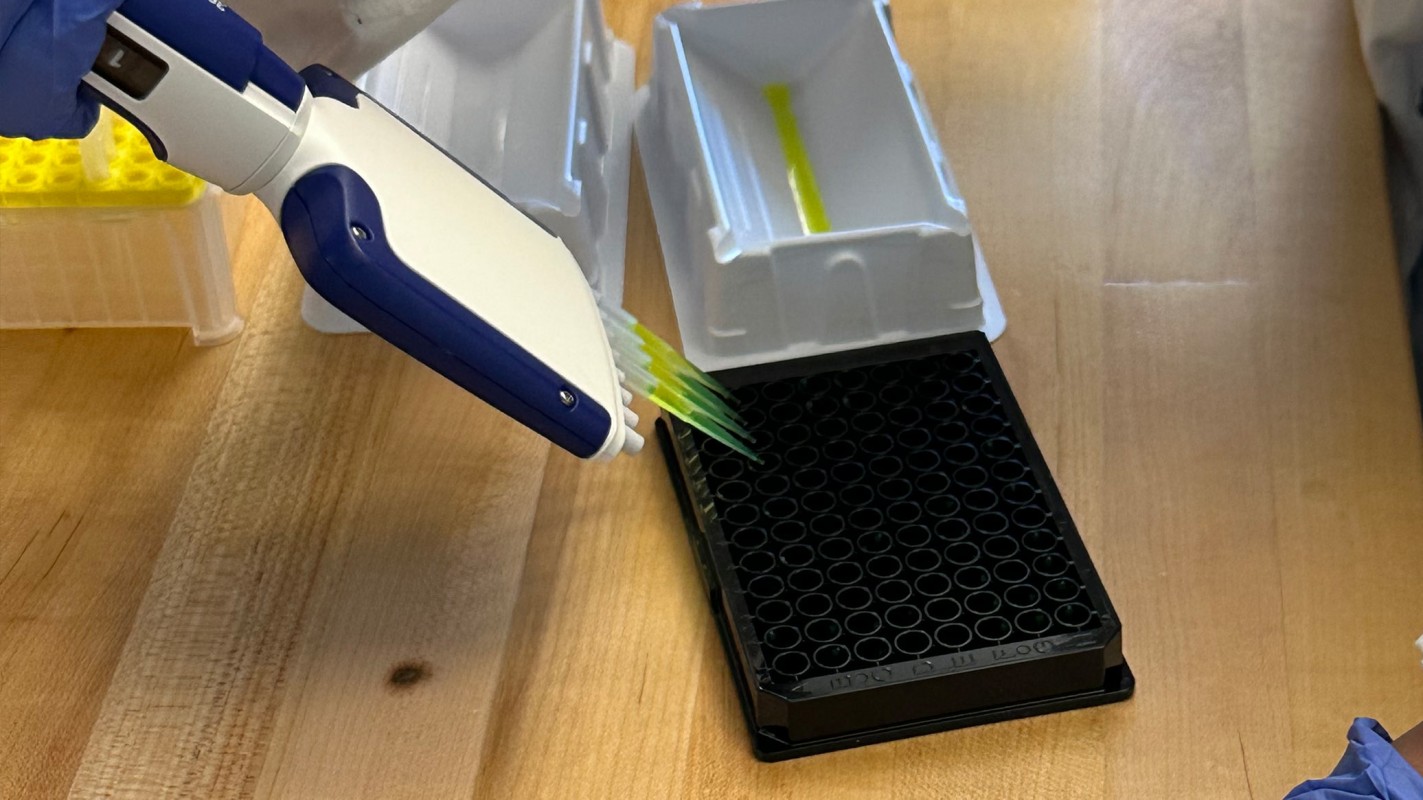 A multichannel pipette transferring multiple water samples into a microplate.