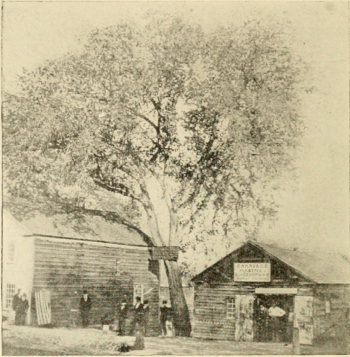A photo of the Convention Signing Site from 19009. The Elm Tree has a sign attached that marks the location and to the right is a blacksmith shop