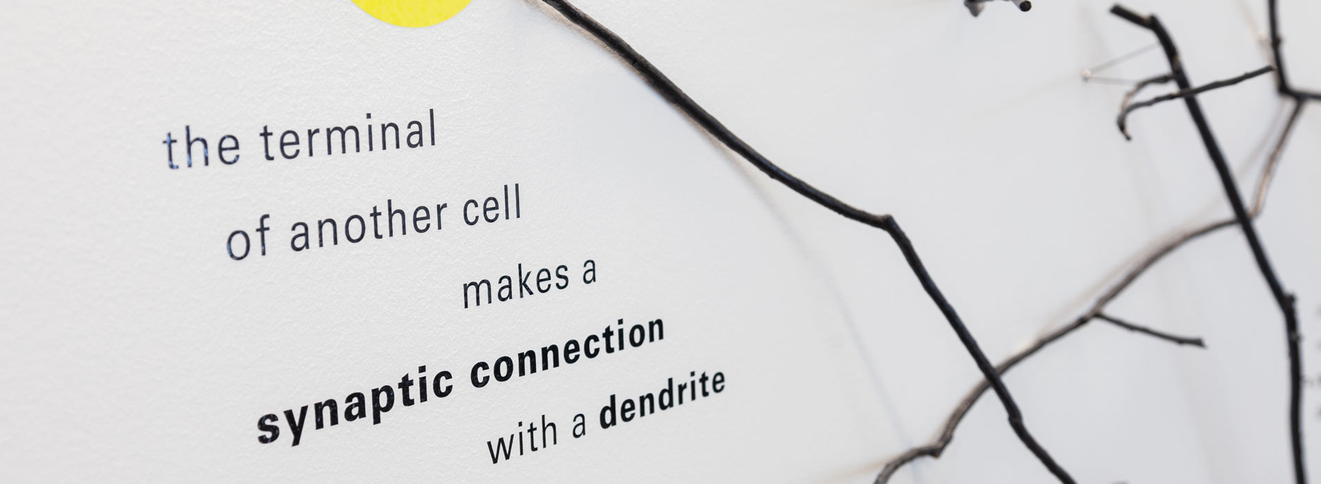 Undergraduate Programs Psychology Binghamton University