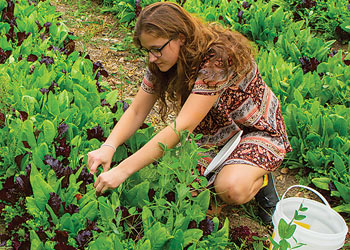 Student harvesting leafy greens in a campus garden as part of a hands-on agriculture project.